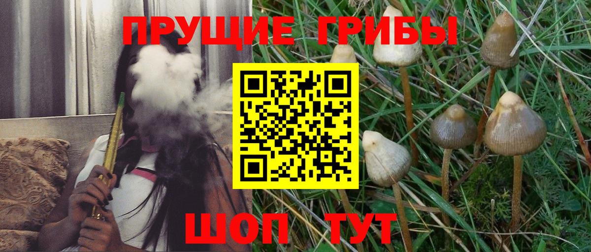Псилоцибиновые грибы Psilocybe Лениногорск